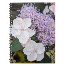Fleurs florales d'Hydrangea Aspera blanche