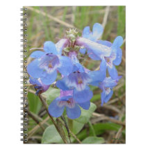 Fleurs sauvages bleues F3 Beardtongue bleu élancé