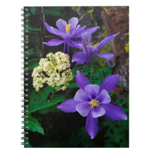 Carnet Fleurs sauvages de colombine mutante