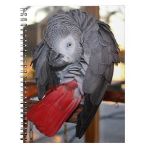 Carnet Flexible Congo perroquet gris africain avec queue 