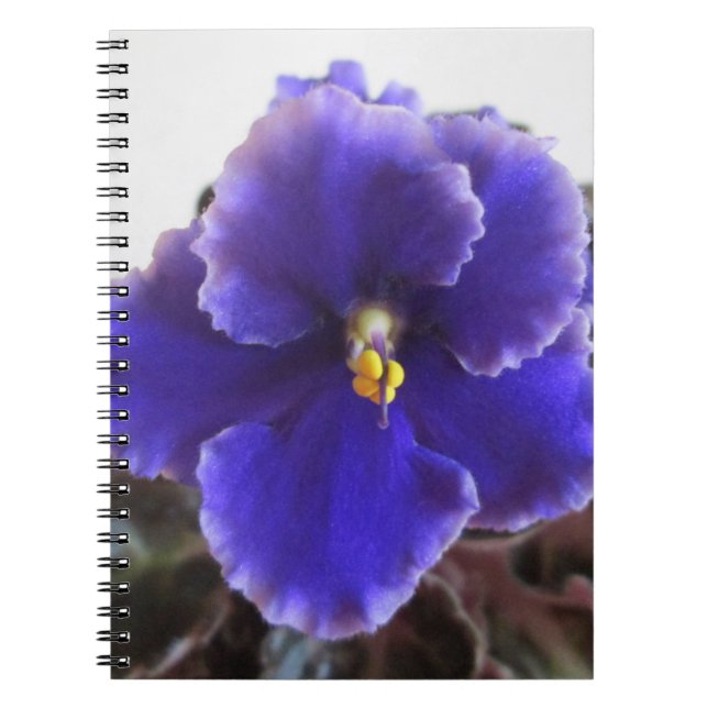 Carnet Floraison de violette africaine (Devant)