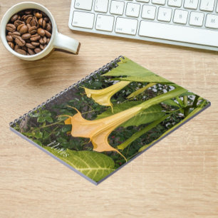 Carnet Floral Brugmansia jaune