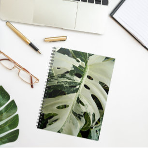 Carnet Flore Plante de Monstera variable