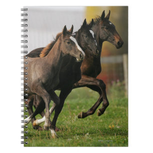 Carnet Fonctionnement de poulain