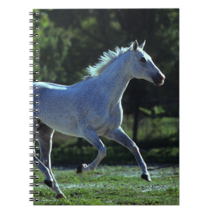 Carnet Fonctionnement d'étalon de pur sang