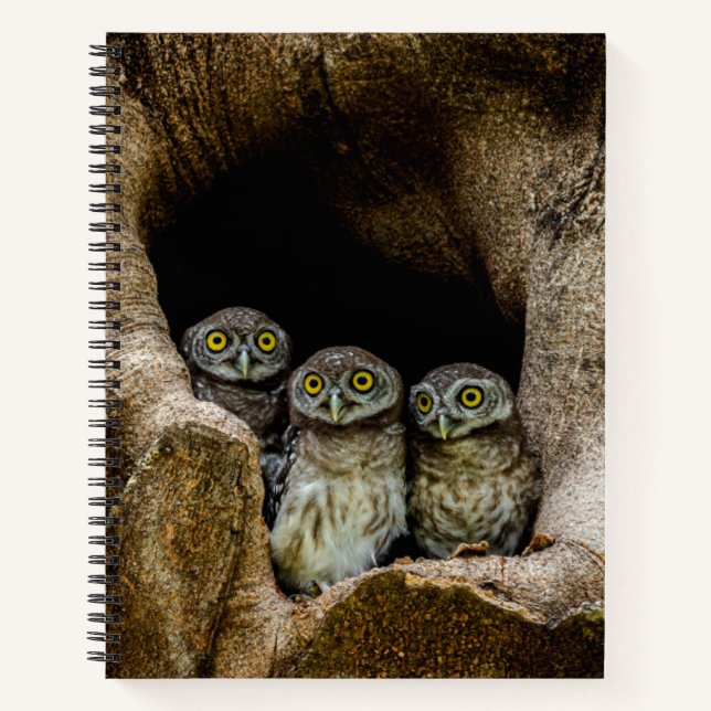 Carnet Forests | Three Owls Looking (Devant)