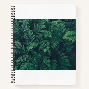Carnet Forests Woodland Ferns