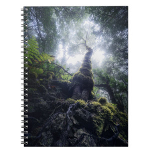 Carnet Forêt   Anaga Parc rural Îles Canaries