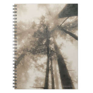 Carnet Forêt de séquoia, la Californie du nord