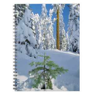 Carnet Forêt enneigée en Oregon