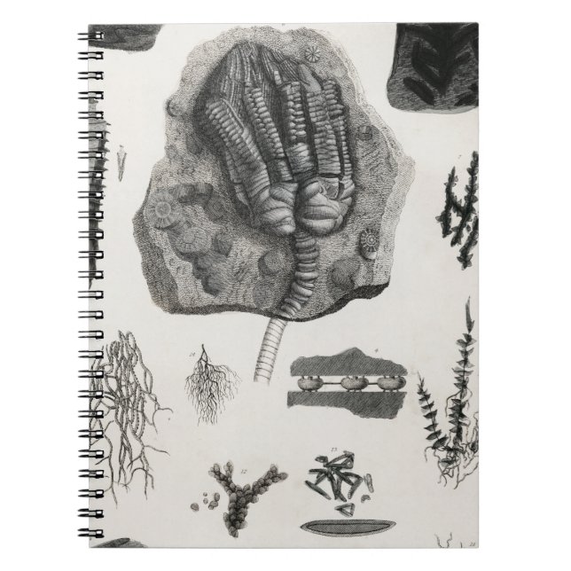 Carnet fossile, dinosaure, paléontologie, fossiles, crâne (Devant)