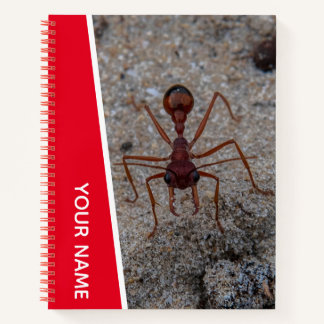 Carnet Fourmi Grande Insecte Vue rapprochée Australie, Ro