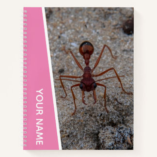Carnet Fourmi Grande Insecte Vue rapprochée Australie, Ro