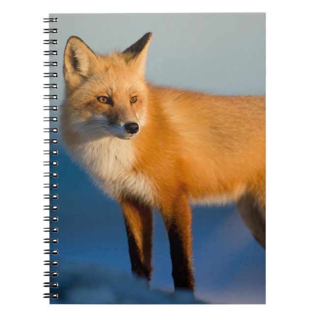 Carnet Fox Brown (Devant)