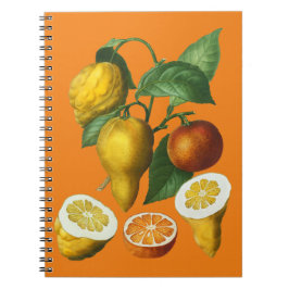 CARNET FRUITS DE CITRÉ