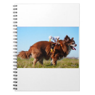Carnet Fubby's die paardrijden op hun honden vriendje.