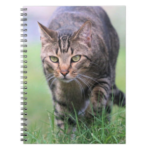 Carnet Gabe