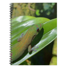 Carnet Gecko