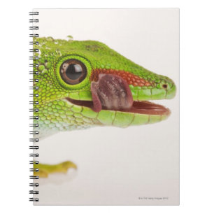 Carnet Gecko de jour du Madagascar (madagascariensis de