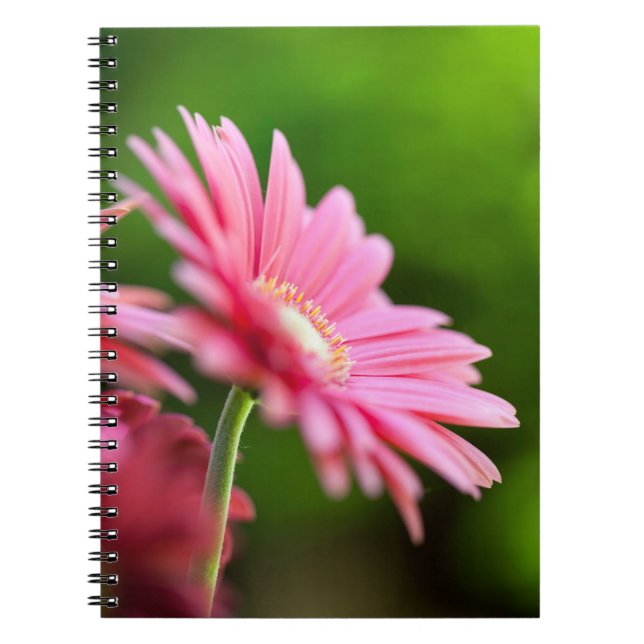 Carnet Gerbera Rose Daisy (Devant)