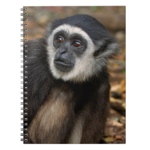 Carnet Gibbon à mains blanches (Hylobates Lar), Monkeylan