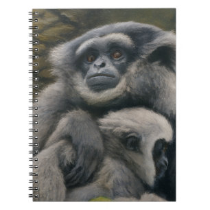 Carnet Gibbon Shelter - Emotional Wildlife Portrait