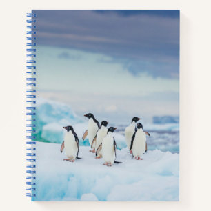 Carnet Glace et neige Adelie Penguins Antarctique