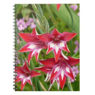Carnet Gladiolas rouge et blanc Botanique d'été