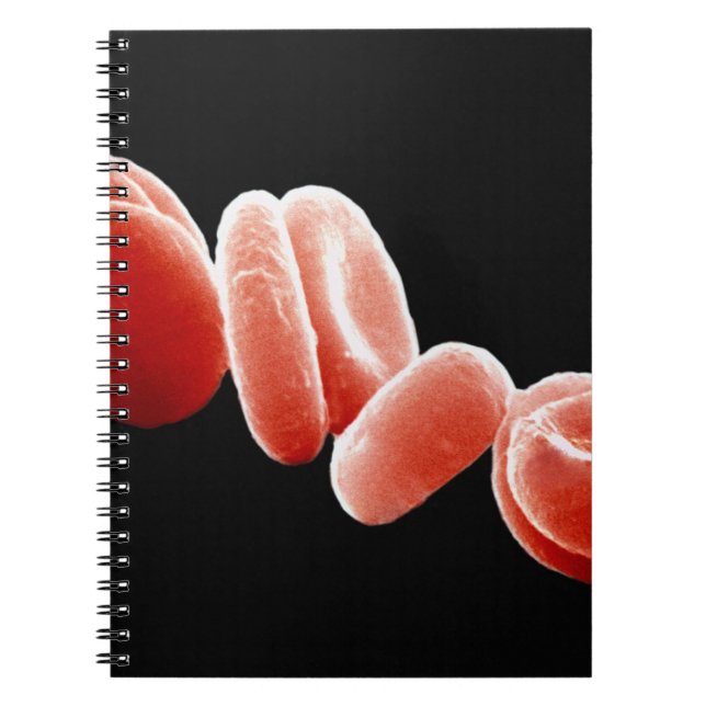 Carnet Globules rouges (Devant)