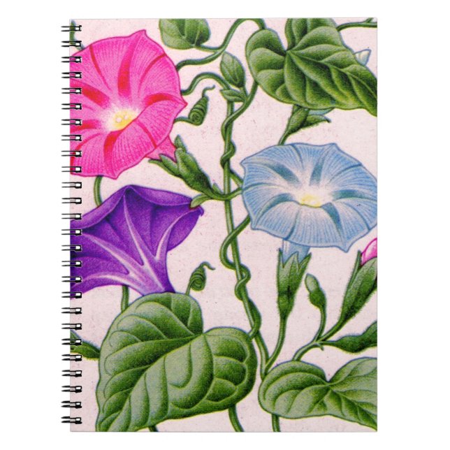 Carnet gloire du matin en bleu et rose (Devant)