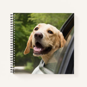 Carnet Golden Labrador En Réarview Mirror