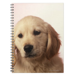 Carnet Golden retriever