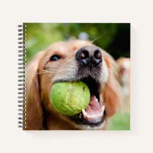 Carnet Golden Retriever Avec Balle De Tennis