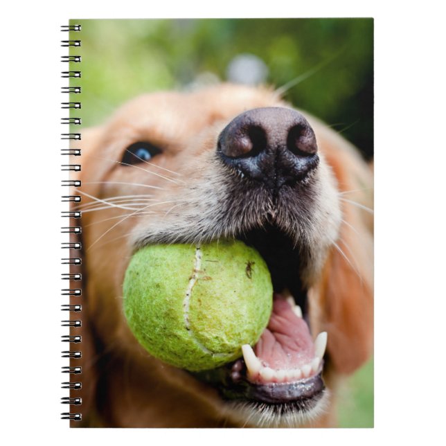 Carnet Golden Retriever Avec Le Bal De Tennis (Devant)
