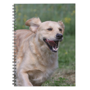 Carnet Golden retriever courant 1