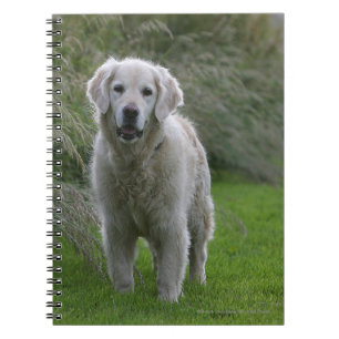 Carnet Golden retriever courant 2