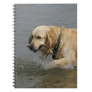Carnet Golden retriever dans l'eau