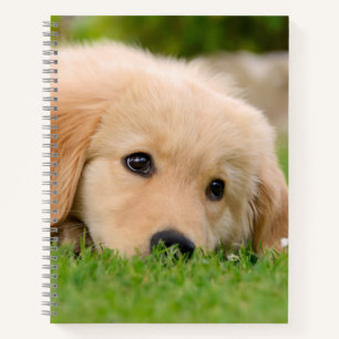 Carnet Golden Retriever mignon Chiot Dreams Chien Tête P