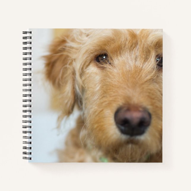Carnet Goldendoodle Puppy Closeup (Devant)