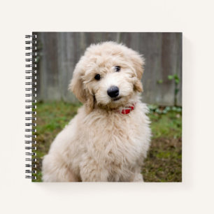 Carnet Goldendoodle Puppy Se Trouve Dans L'Herbe
