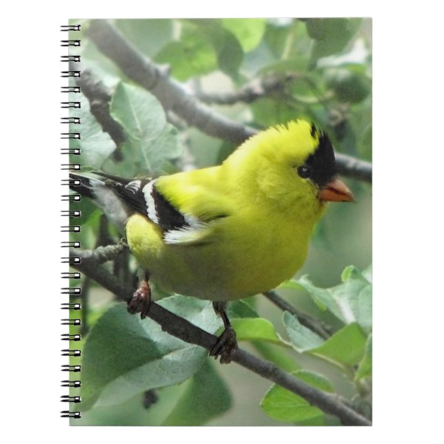 Carnet Goldfinch (Devant)