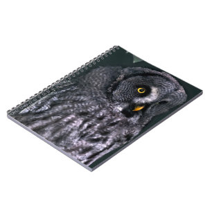 Carnet Grande Chouette grise