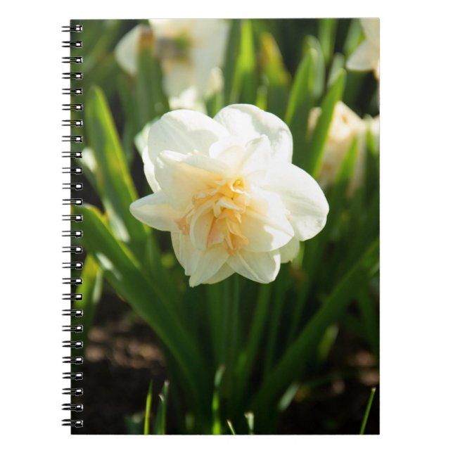 Carnet Grands jonquilles blancs par un jour de printemps  (Devant)