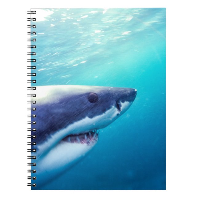 Carnet Great White Shark | Afrique du Sud (Devant)