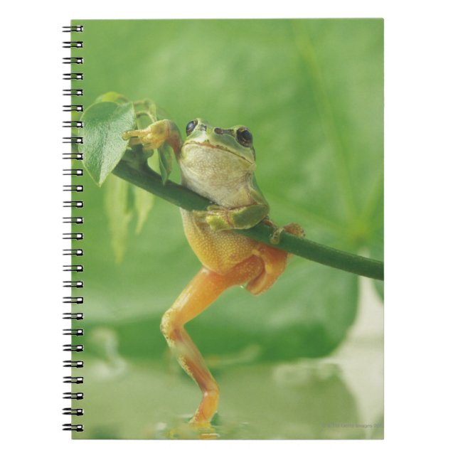 Carnet Grenouille des arbres (Devant)