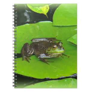 Carnet Grenouille taureau sur Lilypads