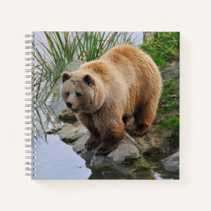 Carnet Grizzly Oear Wildlife Animal Photographie