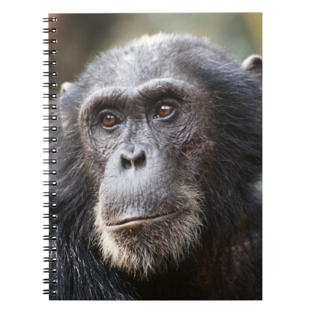 Carnet Gros plan du Chimpanzé mâle (Devant)