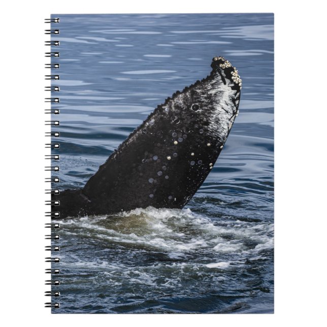Carnet Grotte à bosse gros plan - Photo de la faune (Devant)