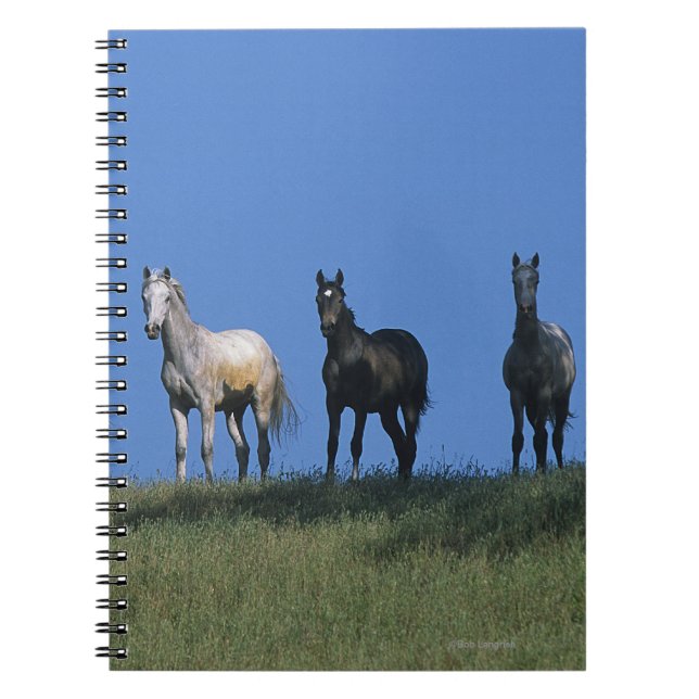 Carnet Groupe d'Arabes (Devant)